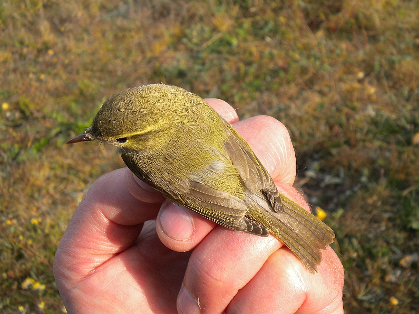 Greenish Warbler, Sundre 20110605